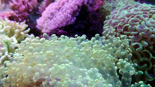 优雅的珊瑚在盐水水族馆视频素材