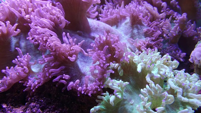 优雅的珊瑚在盐水水族馆视频素材