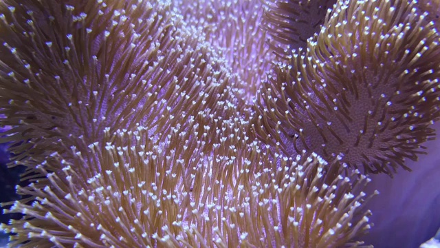 优雅的珊瑚在盐水水族馆视频素材