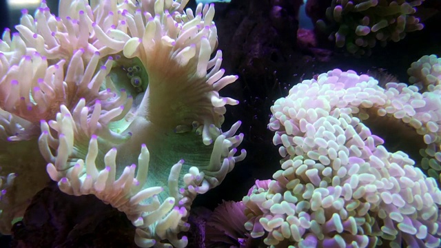 优雅的珊瑚在盐水水族馆视频素材