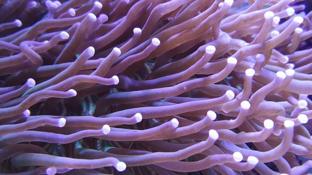 海葵珊瑚在咸水水族馆视频素材