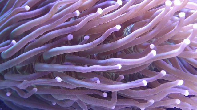 海葵珊瑚在咸水水族馆视频素材