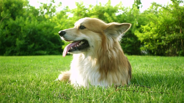 有趣的威尔士柯基犬躺在绿色的草地上视频素材