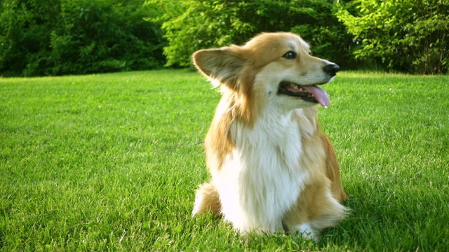 有趣的威尔士柯基犬躺在绿色的草地上视频素材