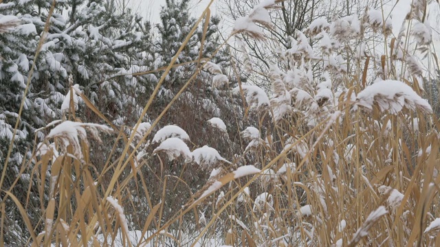 茎藤在雪地的背景上长着小松树。视频素材