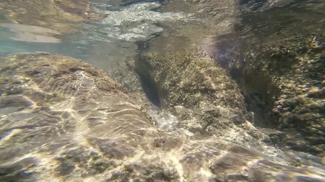 浅水鱼群视频素材