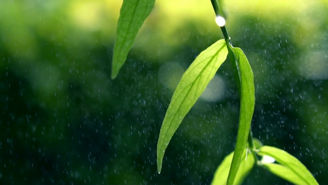 绿叶和雨滴在模糊的散克绿色背景清新，自然和温泉的概念视频素材