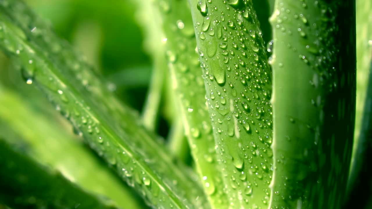 芦荟植物和滴水在花园的背景视频素材