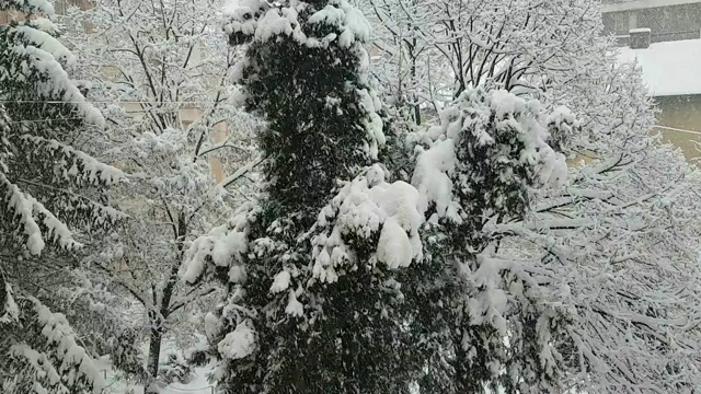 雪落视频素材