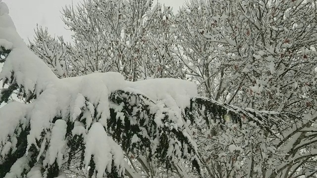 冬天公园里下雪了视频素材