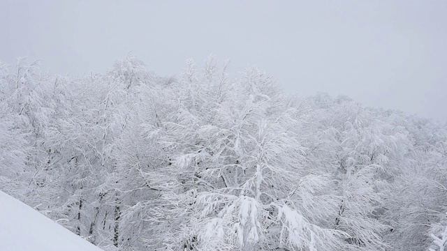 下雪天，山上松树瑟缩视频素材