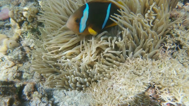 斐济浅海暗礁上海葵中的蓝色条纹小丑鱼视频素材