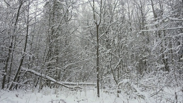 冬天森林美丽，树上覆盖着白雪。视频素材