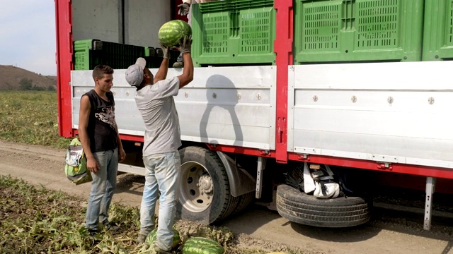 把采摘的西瓜装上卡车。水果,农业、收获视频素材