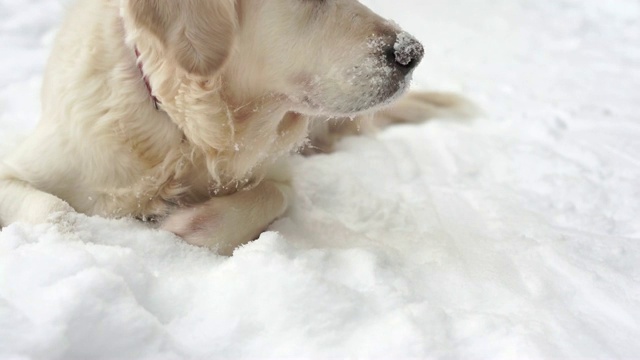 大自然中的宠物——一只美丽的金毛猎犬坐在冰雪覆盖的森林里视频素材