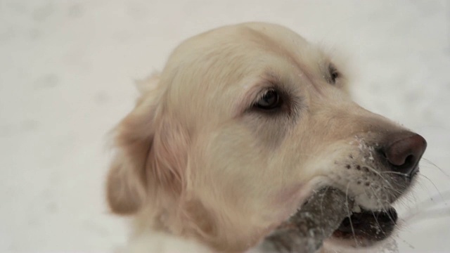 大自然中的宠物——一只美丽的金毛猎犬在白雪覆盖的森林里与主人木棍玩耍视频素材