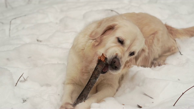 大自然中的宠物——一只美丽的金毛猎犬在冰雪覆盖的森林里啃着树枝视频素材