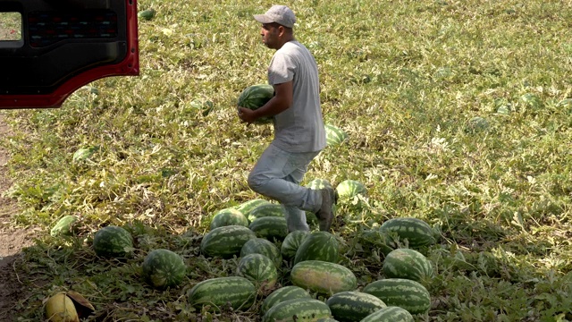 夏天收获西瓜。农民把西瓜装上卡车视频素材