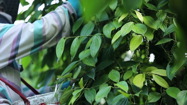 农民在田间采摘辣椒是胡椒科开花藤科的一种干辣椒，是作为香料和调味用的干辣椒粉，是收获季节的调味品。视频素材