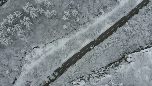 雪林之路视频素材