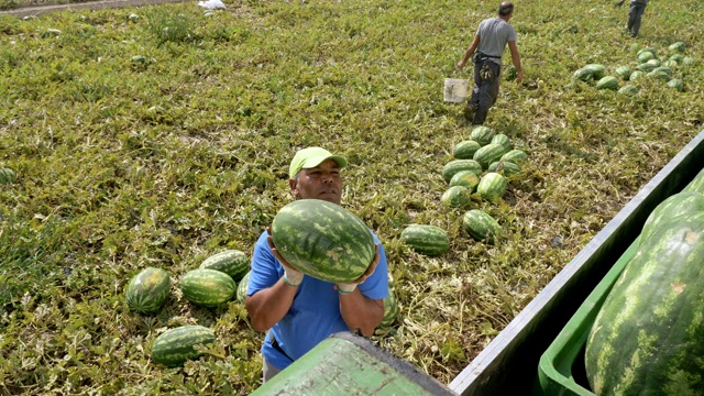 夏天收获西瓜。一群农民把西瓜装上卡车视频素材