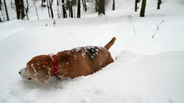 小猎犬在冬天的森林里翻越厚厚的积雪的4K镜头。冬天的概念。视频素材