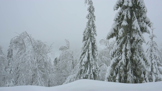 圣诞树和树上的雪视频下载