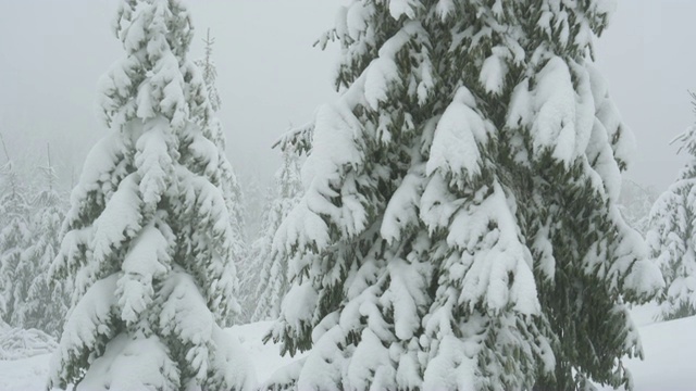 圣诞树在雪中。视频素材