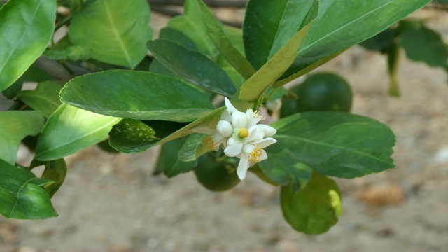 酸橙花视频素材