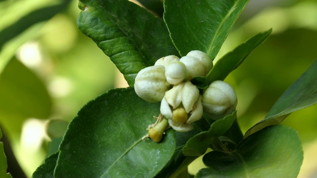 酸橙花视频素材