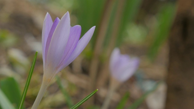 美丽的早春碧色番红花迎风4K 2160p超高清视频-鸢尾科番红花浅景深4K 3840X2160超高清视频视频素材