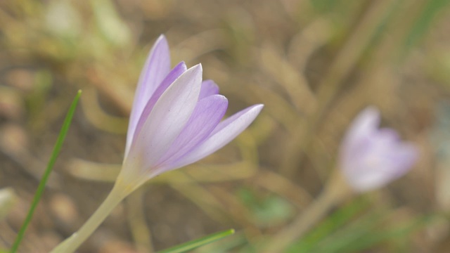 美丽的早春番红花在风中4K 2160p超高清视频-鸢尾科番红花浅景深4K 3840X2160超高清视频视频素材