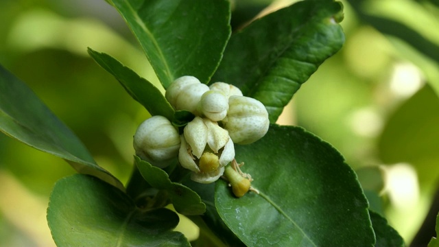 酸橙花视频素材