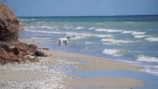 白色的狗看着海浪站在水里视频素材