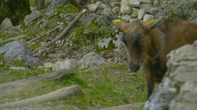 山中岩石间的山羊视频素材