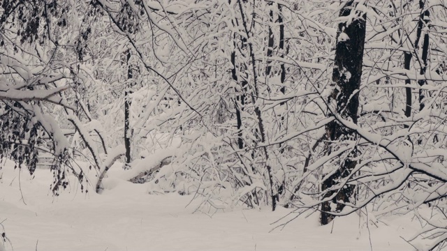 在冬天的森林里，树枝被雪覆盖视频素材