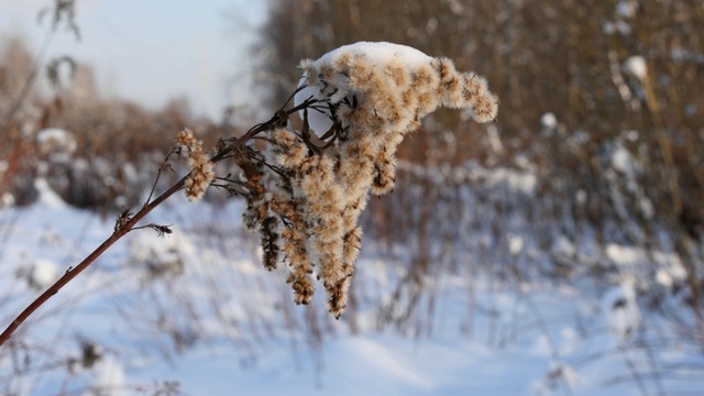 冬天的一天，干草被雪覆盖视频素材