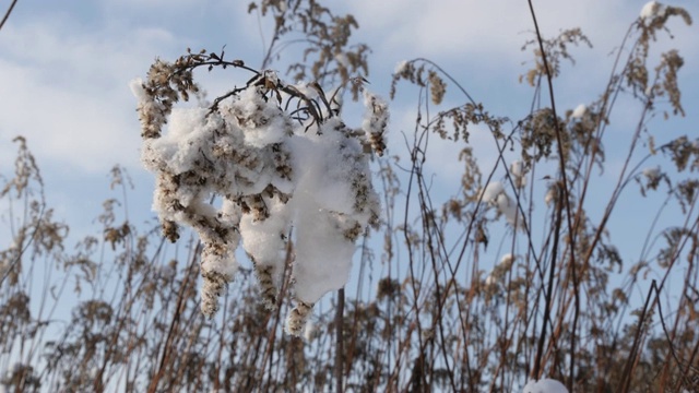 冬天的一天，干草被雪覆盖视频素材