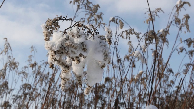 冬天的一天，干草被雪覆盖视频素材