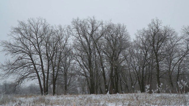 冬天的风景。白雪覆盖的森林视频素材