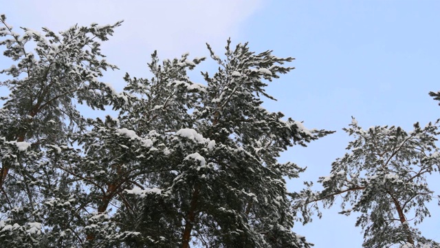 冬天下雪时，松树林被雪覆盖视频素材