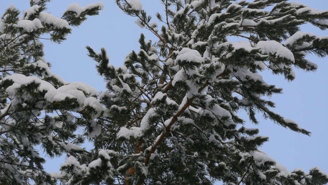 冬天下雪时，松树林被雪覆盖视频素材