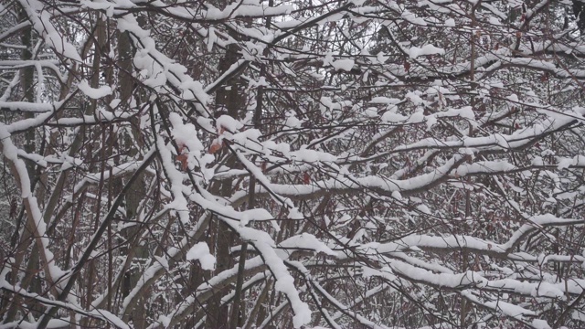 雪花从树枝上飘落。视频素材