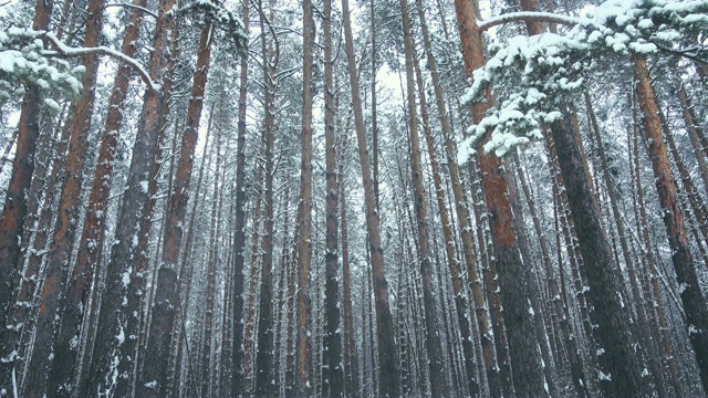 雪花落在森林里，白雪覆盖了树木。无缝的。视频素材