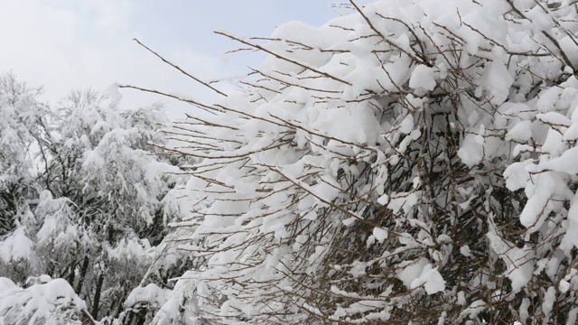 在冬天的森林里，树枝被雪覆盖视频素材