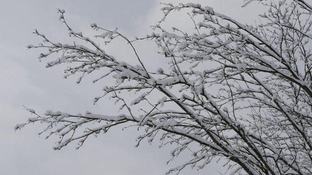 在冬天的森林里，树枝被雪覆盖视频素材