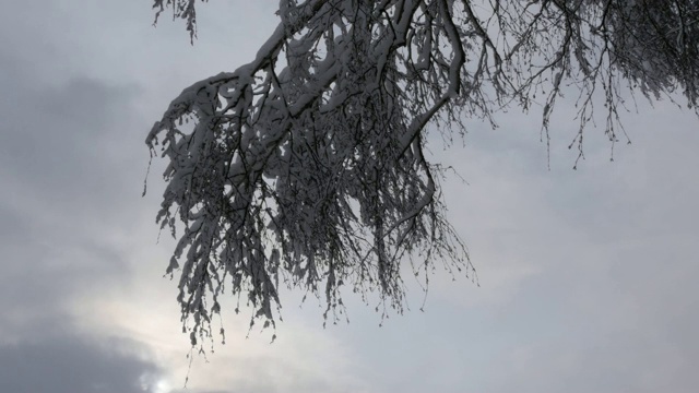 在冬天的森林里，树枝被雪覆盖视频素材