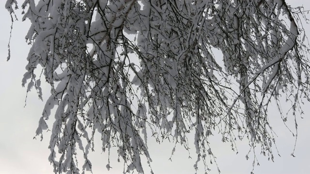 在冬天的森林里，树枝被雪覆盖视频素材