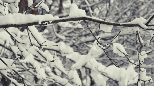 在冬天的森林里，树枝被雪覆盖视频素材