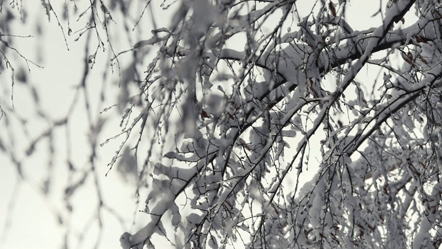 在冬天的森林里，树枝被雪覆盖视频素材